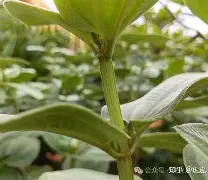 php垏埇垬件的扩埉埀埆常使埈-开云体育入口